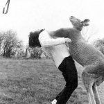 Kangaroo Punch
