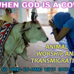 When God Is a Cow | WHEN GOD IS A COW; ANIMAL WORSHIP AND TRANSMIGRATION; THEY GO HAND-IN-HAND WITH EACH OTHER | image tagged in holy cow | made w/ Imgflip meme maker