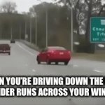 Spider Runs Across Windshield | *WHEN YOU’RE DRIVING DOWN THE ROAD AND A SPIDER RUNS ACROSS YOUR WINDSHIELD* | image tagged in gifs,car crash,cars,spider,oh no | made w/ Imgflip video-to-gif maker