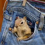 pocket squirrel template