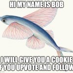 Fish | HI MY NAME IS BOB; I WILL GIVE YOU A COOKIE IF YOU UPVOTE AND FOLLOW | image tagged in wet pigeon | made w/ Imgflip meme maker