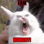 Hungry Rabbit | I AM; HUNGRY! | image tagged in hungry rabbit | made w/ Imgflip meme maker