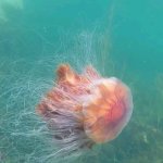 Lion's Mane Jellyfish template
