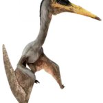 Quetzalcoatlus 3 (JWD Design)