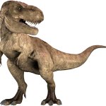 Rexy 12