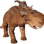 Pachyrhinosaurus 2 (JWE Design)