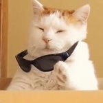 cool cat sunglasses GIF Template