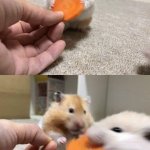 hamster stealing carrot
