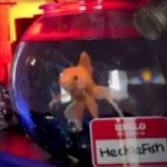 Hecklefish