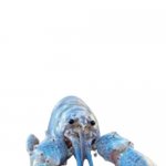 Hattie the Cotton Candy Blue Lobster staring at you | TEACHER: YOU CAN'T HEAR IMAGES!




ME: | image tagged in hattie the cotton candy blue lobster staring at you,lobster,memes | made w/ Imgflip meme maker