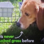 dog has never touched grass