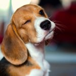 Winking Beagle template