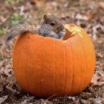 Pumpkin House Squirrel