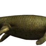 Metriorhynchus