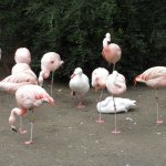 Duck pretending to be a flamingo