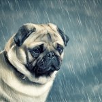 Raining on Sad Dog meme