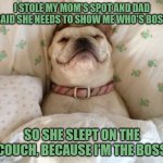 Dog in bed | I STOLE MY MOM'S SPOT AND DAD SAID SHE NEEDS TO SHOW ME WHO'S BOSS; SO SHE SLEPT ON THE COUCH, BECAUSE I'M THE BOSS | image tagged in dog in bed | made w/ Imgflip meme maker