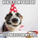 birthday dog | HENLO TIZ MY BIRFDAY UPVOTE PWEASE FOR MY BIRFDAY | image tagged in birthday dog | made w/ Imgflip meme maker