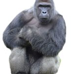 Harambe