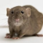 mice