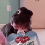 bunny likes his juice | image tagged in gifs,bunny | made w/ Imgflip video-to-gif maker