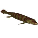 Tiktaalik