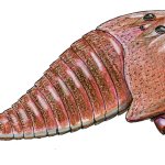Hibberopterus