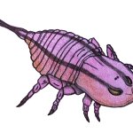 Brachyopterus