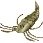 Megarachne