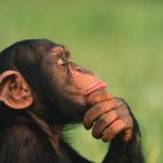 Thoughtful Chimp template
