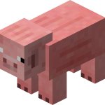 pig