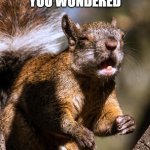 funny squirrel | IN CASE YOU WONDERED; YES I AM NUTS!!! | image tagged in funny squirrel | made w/ Imgflip meme maker
