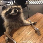 Hungry Racoon