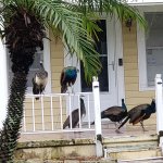 Peacock Chickens