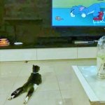 Cat watching Tom & Jerry