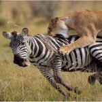 Lion attaks derp zebra template