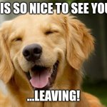 Bye bye | IT IS SO NICE TO SEE YOU... ...LEAVING! | image tagged in happy dog | made w/ Imgflip meme maker