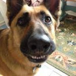 DERP DOG | Y FRIENDS DOG LIKES TO SMILE LIKE A HUMAN, SUPER DERPY | image tagged in derp dog smile | made w/ Imgflip meme maker