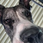 Titus The Greatest Dane meme