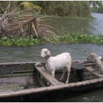 goat on a boat