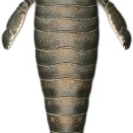 Jaekelopterus