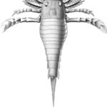 Dolichopterus