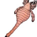 Eusarcana