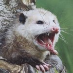 Aggressive Opossum Facts