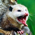 Oppressive Opossum
