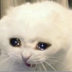 Cat crying