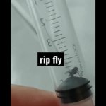 Rip fly | image tagged in gifs,fly | made w/ Imgflip video-to-gif maker