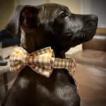 Dog with bow tie