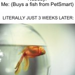 M Y    F I S H | Nobody:
Me: (Buys a fish from PetSmart); LITERALLY JUST 3 WEEKS LATER: | image tagged in dead fish | made w/ Imgflip meme maker