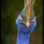 Cassowary rollin hatin Meme Generator - Imgflip